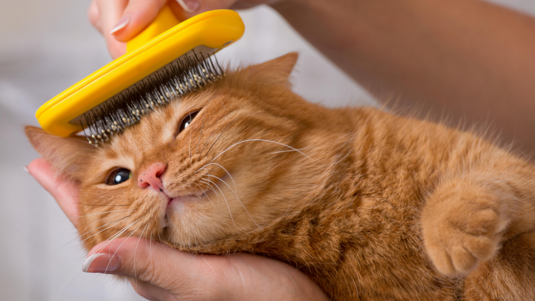 Rambut Kucing Rontok? Ini Penyebab Dan Cara Mengatasinya